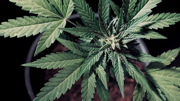 Comment comparer les sites de CBD : vérifiez le rapport qualité-prix